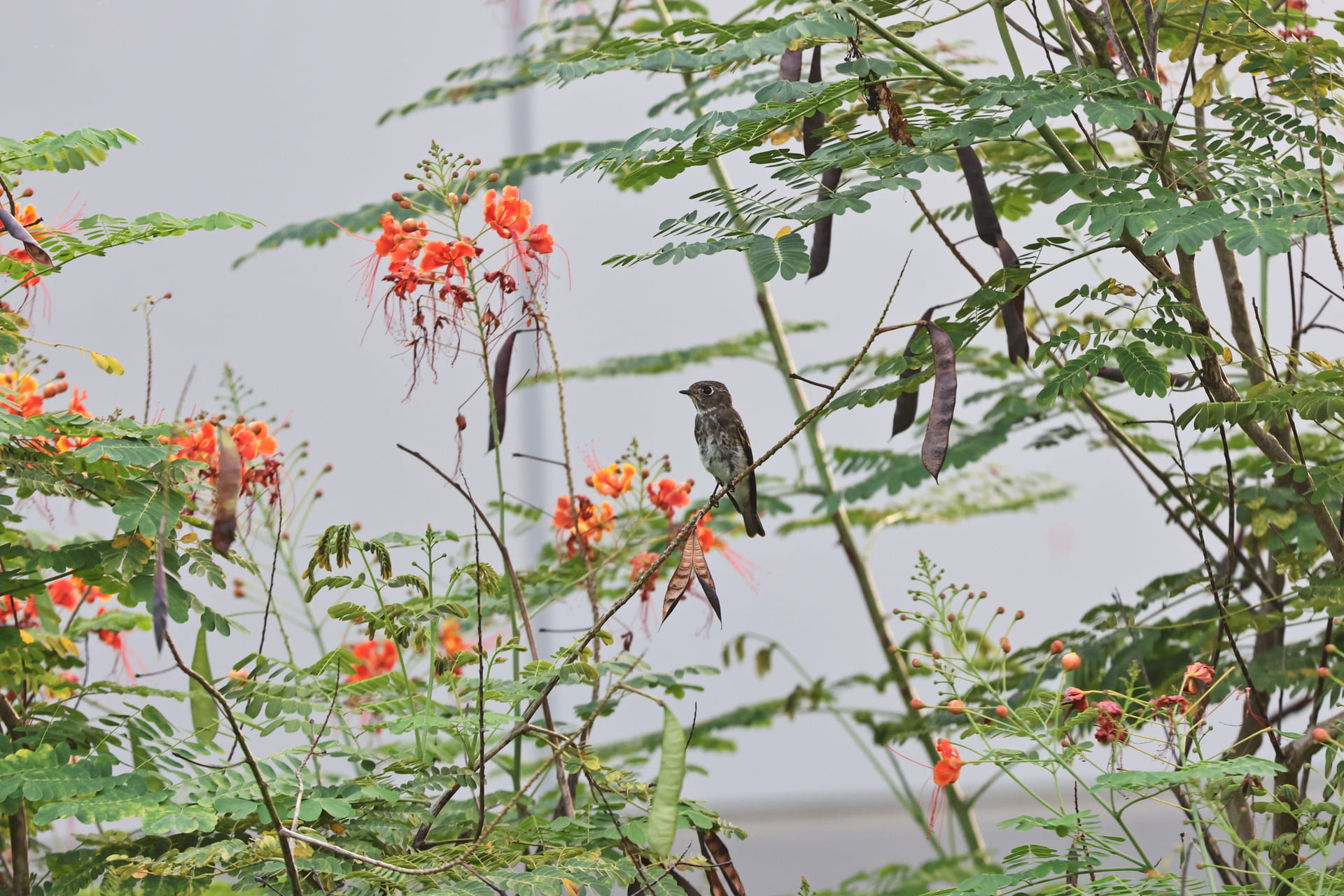 Biodiversity Baseline Study and Surveys