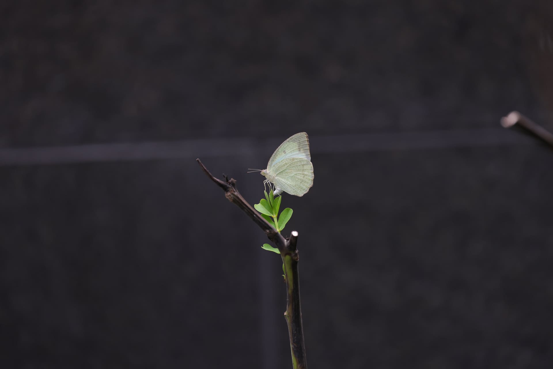 Biodiversity Baseline Study and Surveys